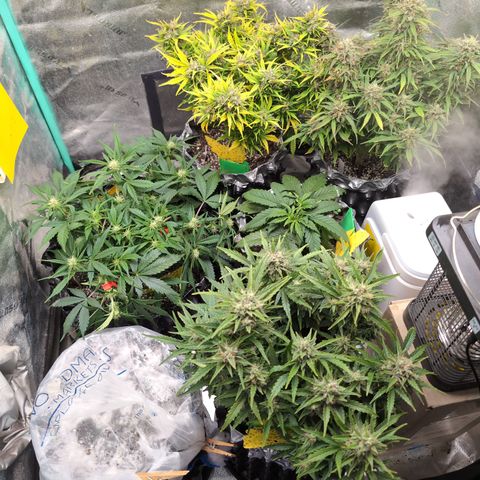 Donna- NH Nuclear Stardawg (74), 22% Sativa, 150g wet/29 dry growlog photo: Bug zapper wasn't smiling. 😁