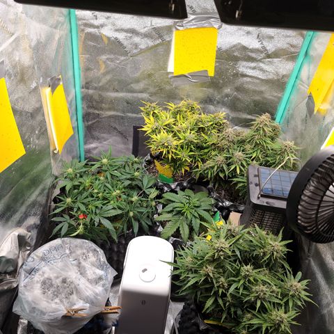 Donna- NH Nuclear Stardawg (74), 22% Sativa, 150g wet/29 dry growlog photo: Final answer. 😁