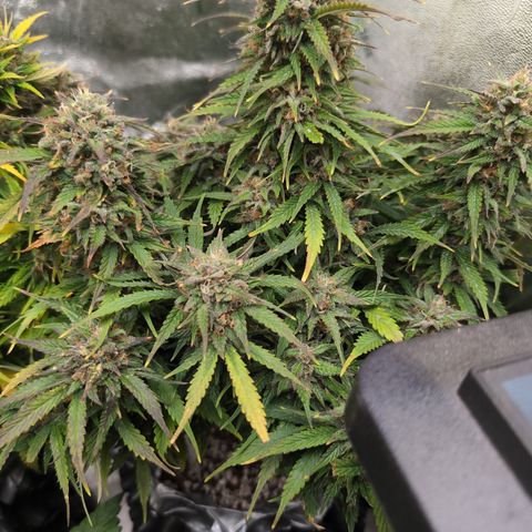 Zelda- Purple Panama Red 17-21%S, (94 days),  287w/60d growlog timeline photo