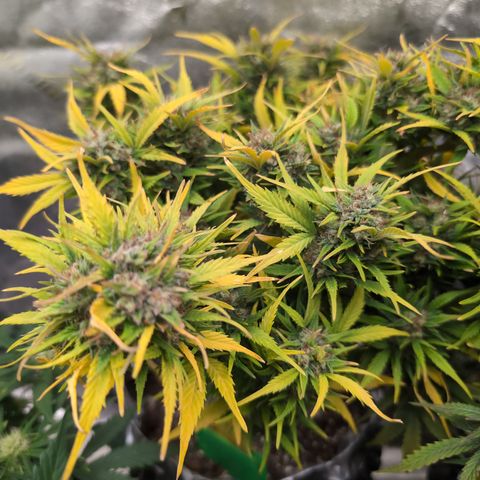 Quinn- Quarter Pounder w/Cheese (84d) 22-28%Sativa 163g wet/36g dry growlog timeline photo