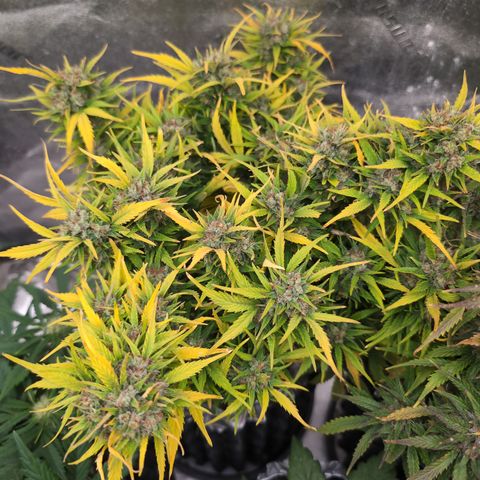 Quinn- Quarter Pounder w/Cheese (84d) 22-28%Sativa 163g wet/36g dry growlog timeline photo