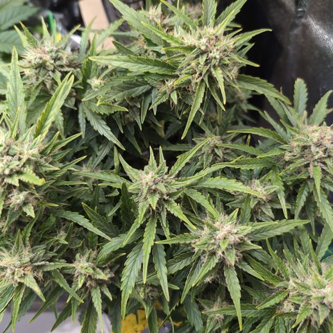 Chrissy -Bruce Banner (78d) 27-33% 60/40S, 215gw/41g dry growlog timeline photo