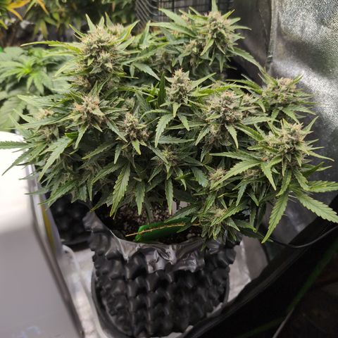 Chrissy -Bruce Banner (78d) 27-33% 60/40S, 215gw/41g dry growlog timeline photo