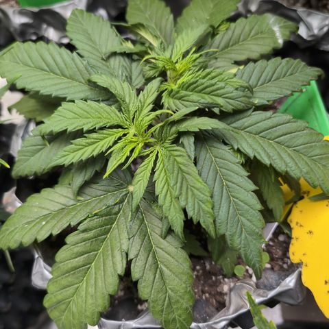 Anita-NH ATF (73), 13-27%, Sativa 149g wet/25g dry growlog timeline photo
