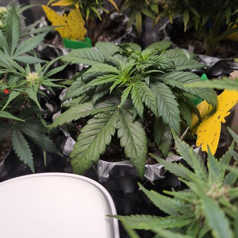 Anita-NH ATF (73), 13-27%, Sativa 149g wet/25g dry growlog timeline photo