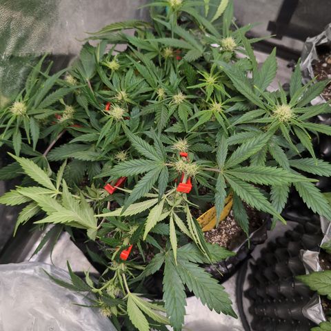 Frannie- BB Fat Bastard (90), Hybrid, 30-38%, 312 wet/57 dry growlog photo: A couple new clips...