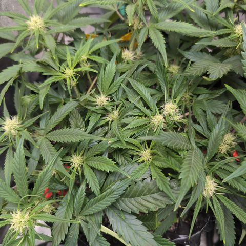 Frannie- BB Fat Bastard (90), Hybrid, 30-38%, 312 wet/57 dry growlog photo: A couple new clips...