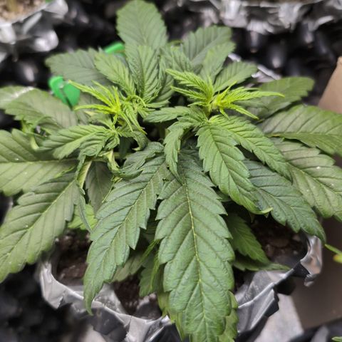 Anita-NH ATF (73), 13-27%, Sativa 149g wet/25g dry growlog timeline photo