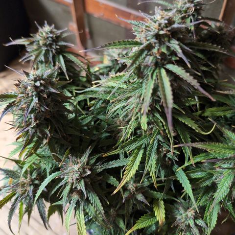Zelda- Purple Panama Red 17-21%S, (94 days),  287w/60d growlog photo: She's turning purple! 🤔