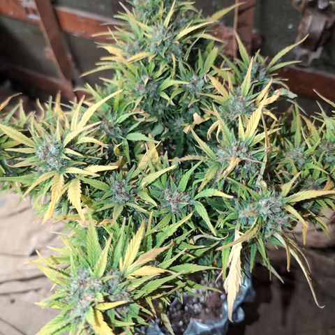 Quinn- Quarter Pounder w/Cheese (84d) 22-28%Sativa 163g wet/36g dry growlog timeline photo
