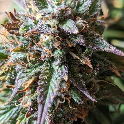 Zelda- Purple Panama Red 17-21%S, (94 days),  287w/60d growlog timeline photo