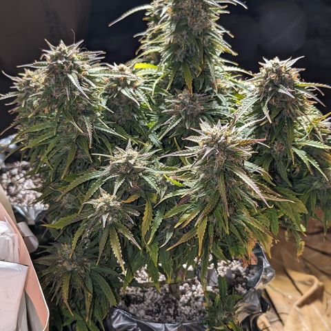 Zelda- Purple Panama Red 17-21%S, (94 days),  287w/60d growlog timeline photo