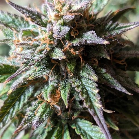Zelda- Purple Panama Red 17-21%S, (94 days),  287w/60d growlog timeline photo
