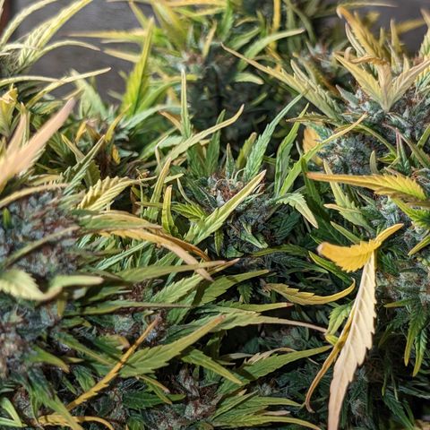 Quinn- Quarter Pounder w/Cheese (84d) 22-28%Sativa 163g wet/36g dry growlog photo: Not yet!