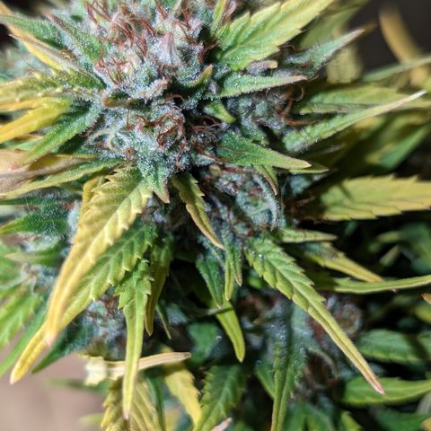 Quinn- Quarter Pounder w/Cheese (84d) 22-28%Sativa 163g wet/36g dry growlog photo: Not yet!