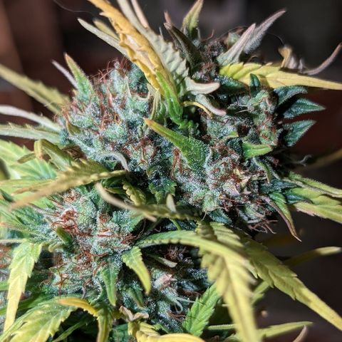 Quinn- Quarter Pounder w/Cheese (84d) 22-28%Sativa 163g wet/36g dry growlog photo: Not yet!