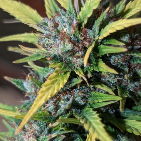 Quinn- Quarter Pounder w/Cheese (84d) 22-28%Sativa 163g wet/36g dry growlog photo: Not yet!