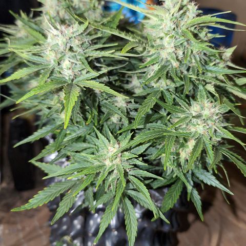 Chrissy -Bruce Banner (78d) 27-33% 60/40S, 215gw/41g dry growlog photo: She is really close. She has some amber, but I want more. She's very peppery. She's been a shock. I'm so happy she's more than I expected!