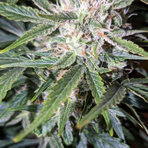 Chrissy -Bruce Banner (78d) 27-33% 60/40S, 215gw/41g dry growlog timeline photo