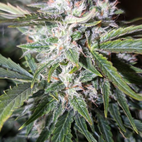 Chrissy -Bruce Banner (78d) 27-33% 60/40S, 215gw/41g dry growlog timeline photo