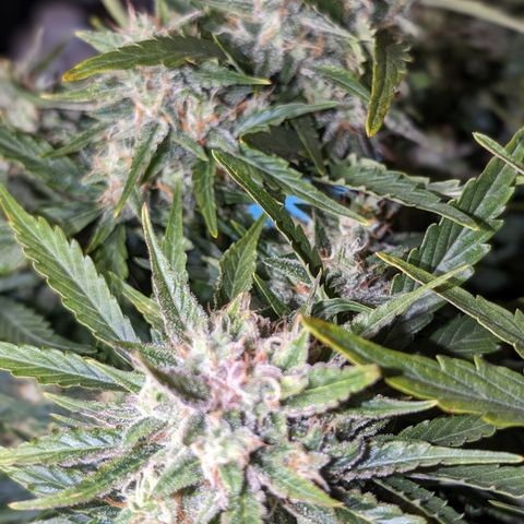 Chrissy -Bruce Banner (78d) 27-33% 60/40S, 215gw/41g dry growlog timeline photo