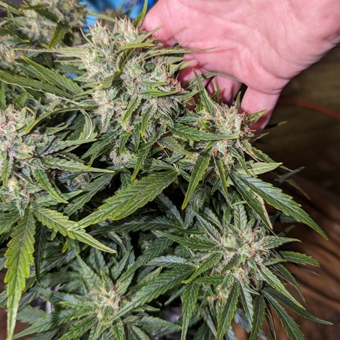 Chrissy -Bruce Banner (78d) 27-33% 60/40S, 215gw/41g dry growlog timeline photo
