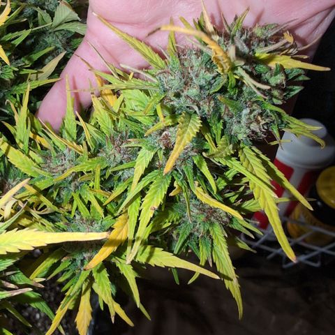 Quinn- Quarter Pounder w/Cheese (84d) 22-28%Sativa 163g wet/36g dry growlog timeline photo