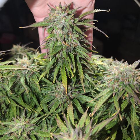 Zelda- Purple Panama Red 17-21%S, (94 days),  287w/60d growlog timeline photo