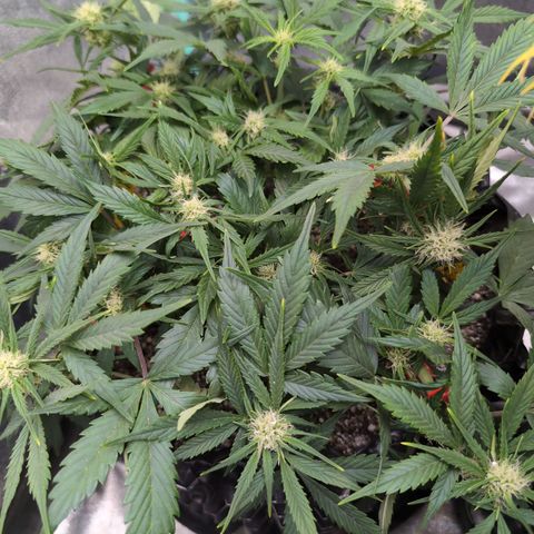 Frannie- BB Fat Bastard (90), Hybrid, 30-38%, 312 wet/57 dry growlog timeline photo