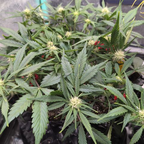 Frannie- BB Fat Bastard (90), Hybrid, 30-38%, 312 wet/57 dry growlog timeline photo