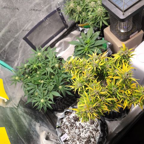 Donna- NH Nuclear Stardawg (74), 22% Sativa, 150g wet/29 dry growlog photo: So beautiful!