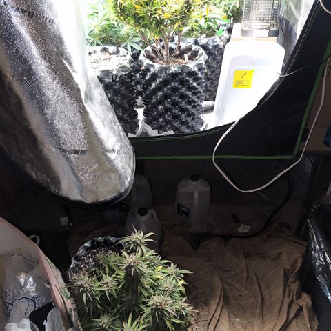 Donna- NH Nuclear Stardawg (74), 22% Sativa, 150g wet/29 dry growlog timeline photo