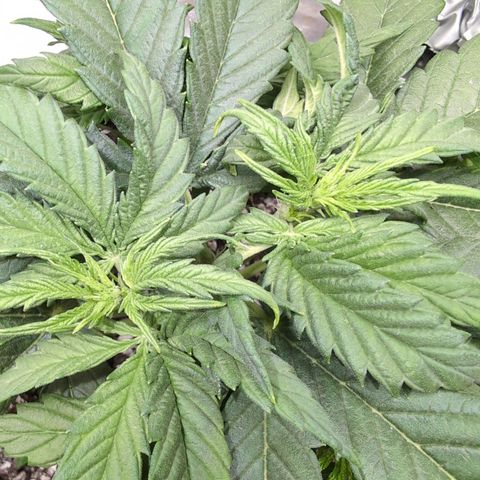 Anita-NH ATF (73), 13-27%, Sativa 149g wet/25g dry growlog photo: What is this I see? Are we becoming a lady?