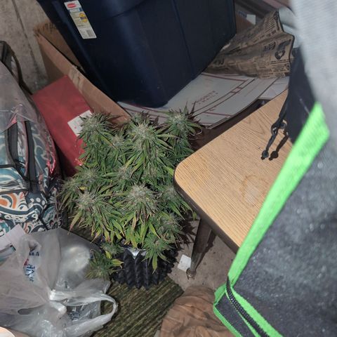 Zelda- Purple Panama Red 17-21%S, (94 days),  287w/60d growlog timeline photo