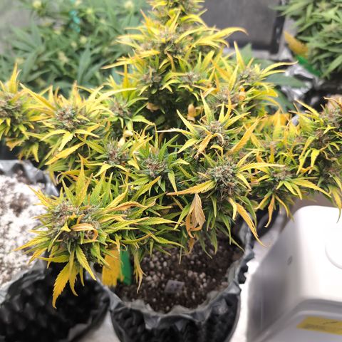 Quinn- Quarter Pounder w/Cheese (84d) 22-28%Sativa 163g wet/36g dry growlog timeline photo
