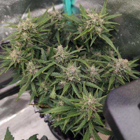 Chrissy -Bruce Banner (78d) 27-33% 60/40S, 215gw/41g dry growlog timeline photo
