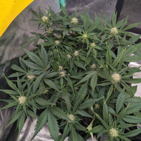 Frannie- BB Fat Bastard (90), Hybrid, 30-38%, 312 wet/57 dry growlog timeline photo