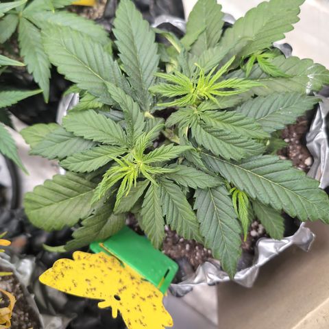 Anita-NH ATF (73), 13-27%, Sativa 149g wet/25g dry growlog timeline photo
