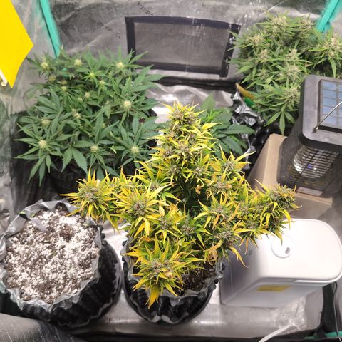 Donna- NH Nuclear Stardawg (74), 22% Sativa, 150g wet/29 dry growlog timeline photo