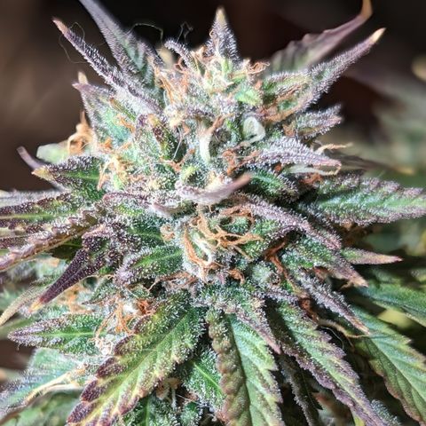 Zelda- Purple Panama Red 17-21%S, (94 days),  287w/60d growlog photo: 🤷🏻
