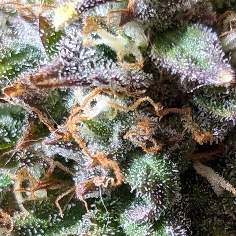 Zelda- Purple Panama Red 17-21%S, (94 days),  287w/60d growlog photo: 🤷🏻