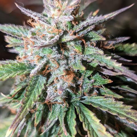 Zelda- Purple Panama Red 17-21%S, (94 days),  287w/60d growlog photo: 🤷🏻