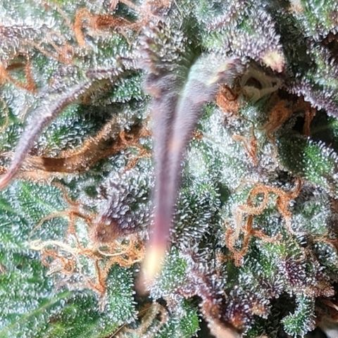 Zelda- Purple Panama Red 17-21%S, (94 days),  287w/60d growlog photo: 🤷🏻