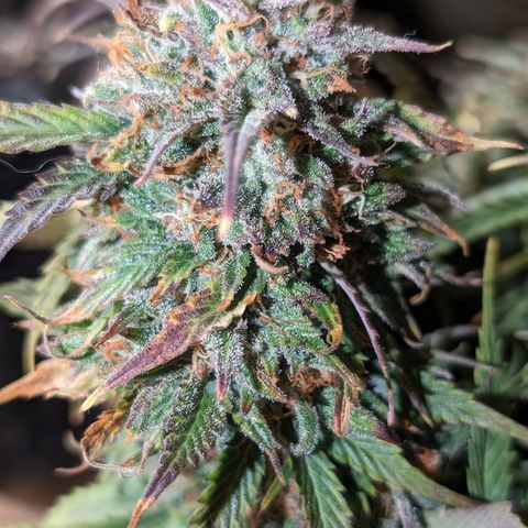 Zelda- Purple Panama Red 17-21%S, (94 days),  287w/60d growlog photo: 🤷🏻
