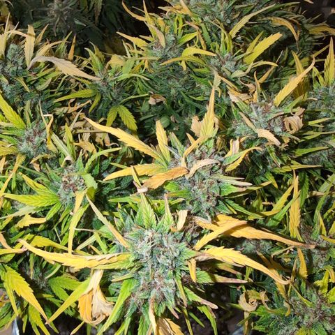 Quinn- Quarter Pounder w/Cheese (84d) 22-28%Sativa 163g wet/36g dry growlog photo: I thought I saw more amber on her than Zelda.