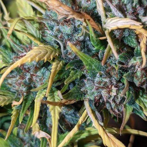 Quinn- Quarter Pounder w/Cheese (84d) 22-28%Sativa 163g wet/36g dry growlog timeline photo