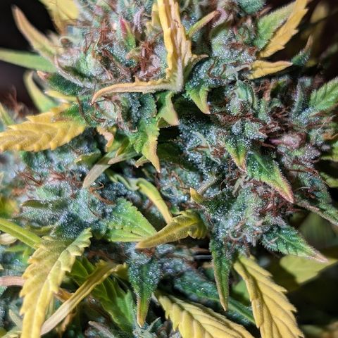 Quinn- Quarter Pounder w/Cheese (84d) 22-28%Sativa 163g wet/36g dry growlog timeline photo