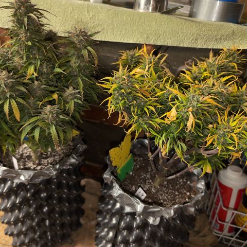 Quinn- Quarter Pounder w/Cheese (84d) 22-28%Sativa 163g wet/36g dry growlog photo: In a dark timeout. 😁