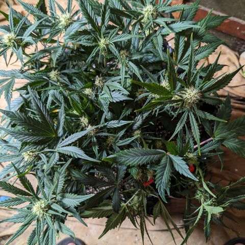 Frannie- BB Fat Bastard (90), Hybrid, 30-38%, 312 wet/57 dry growlog photo: Starting to clip and clip. 😁