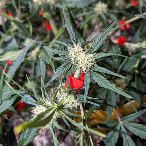 Frannie- BB Fat Bastard (90), Hybrid, 30-38%, 312 wet/57 dry growlog photo: ❤️